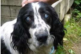 Delphine has cataracts in both eyes. Picture: RSPCA
