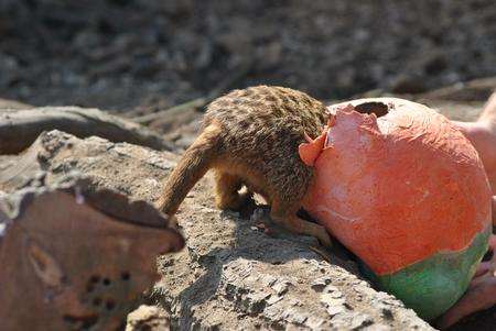 A meerkat opens an Easter egg at Port Lympne wild animal park.