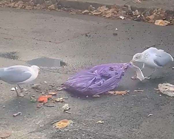 Seagulls tear up a purple garbage bag on Victoria Street.  Photo: Derek Drennan