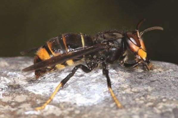 Asian hornets have been spotted in Dover. Stock picture: John Feltwell