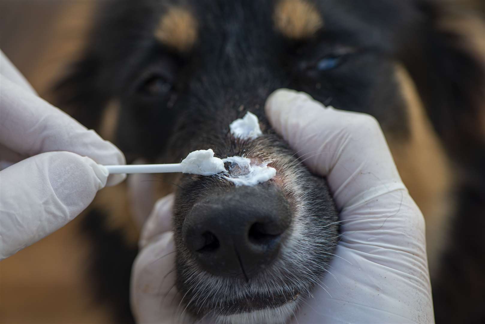 A dog getting ringworm treatment on his nose. Credit: istock/RusianDashinsky