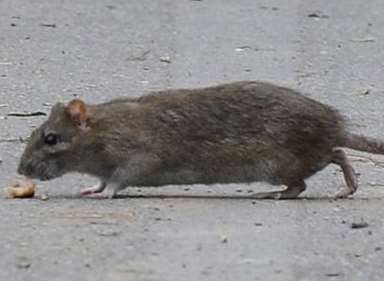 A rat on a footpath