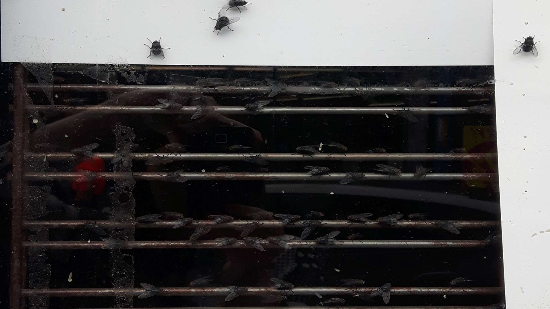 A swarm of flies can be seen inside the shop door.