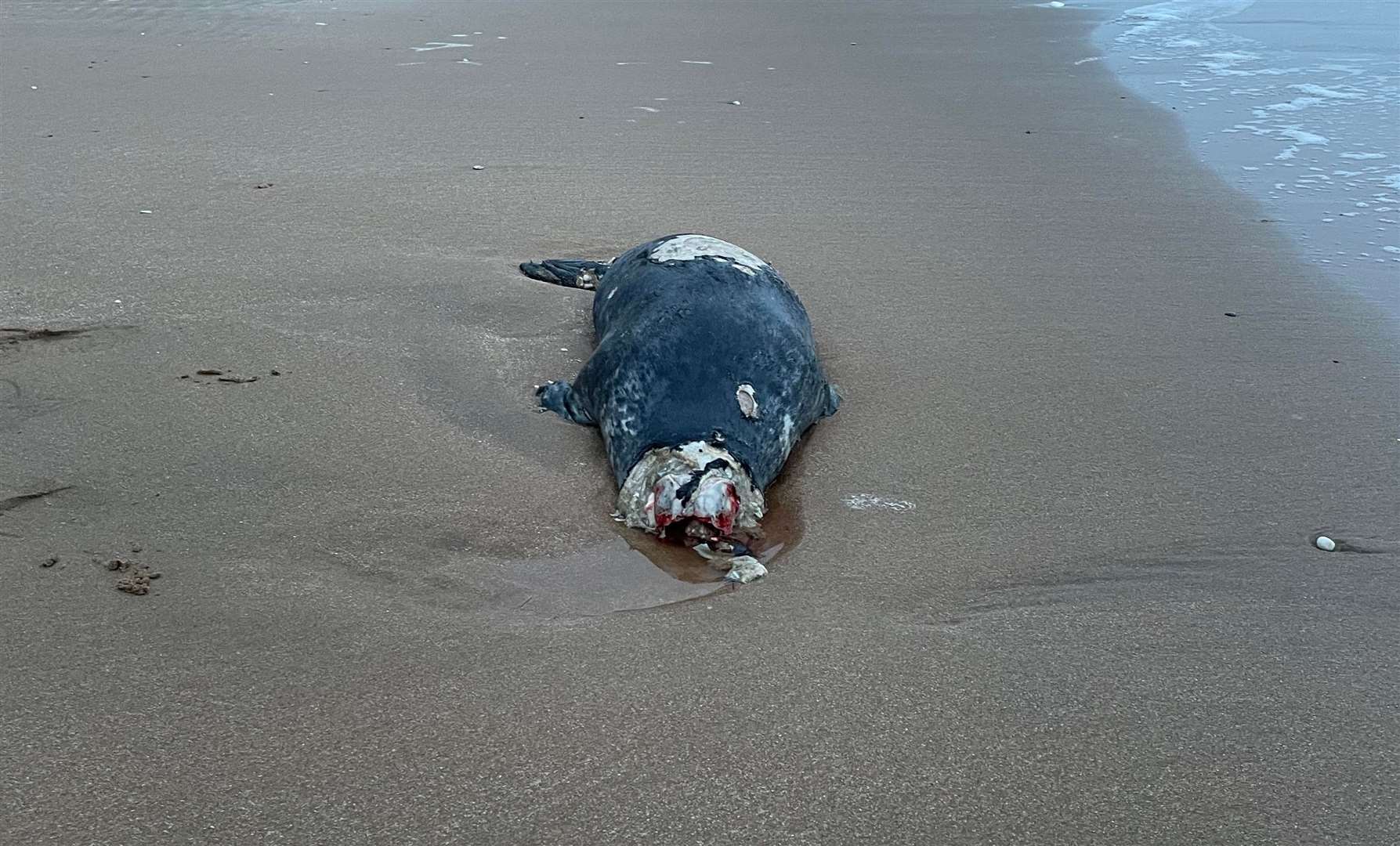 A headless seal was found washed up on Ramsgate beach. Picture: Joseph Hurling (63276015)