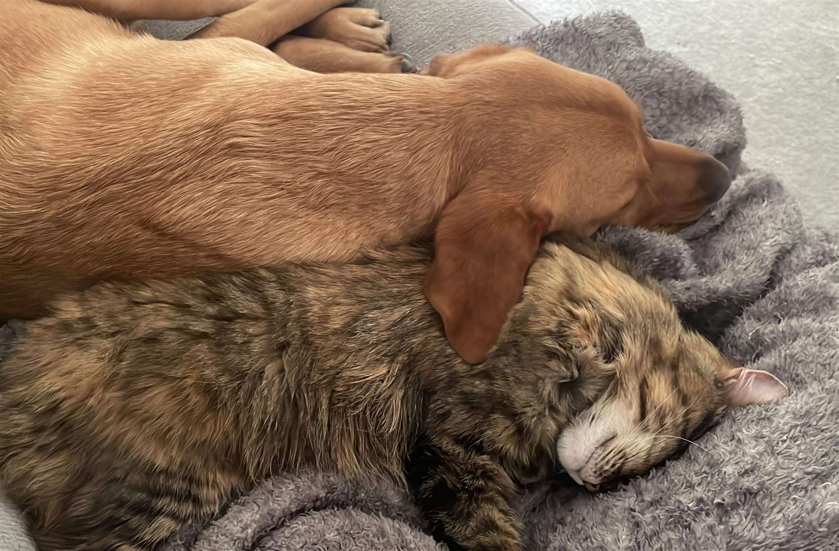 Honey snuggling with the couple’s dog Rocky