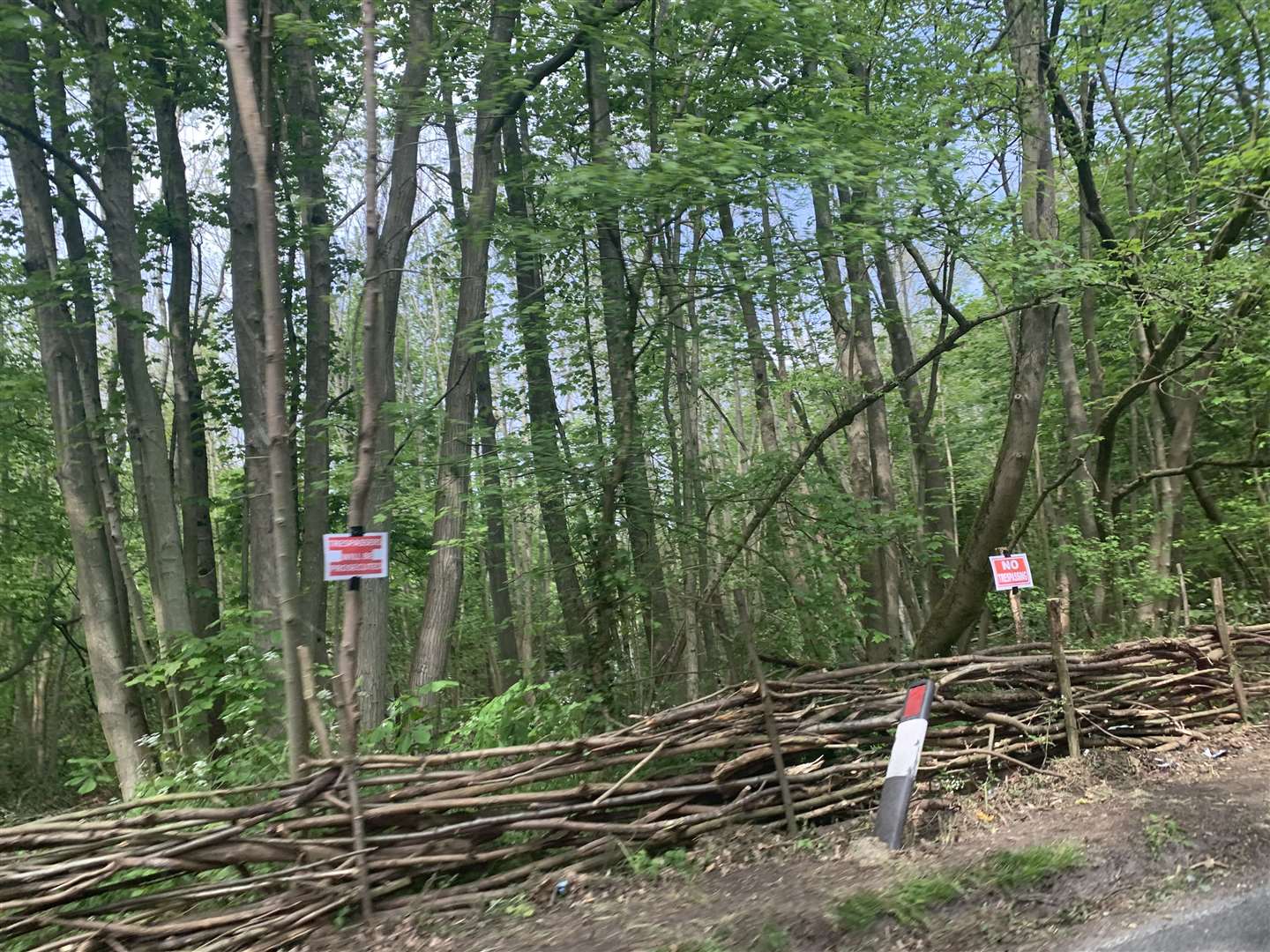 Protected trees have allegedly been felled along Harvel Lane, Vigo Village