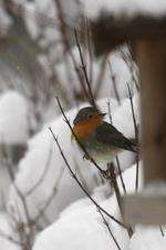 A robin in snowy weather