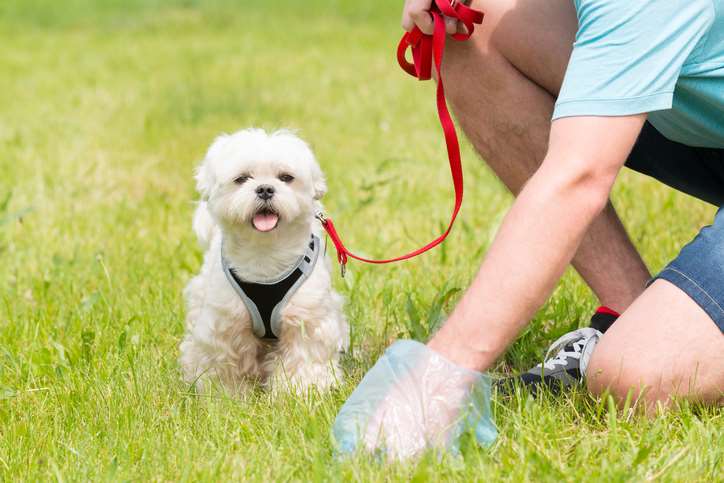 The scheme aims to target irresponsible dog ownership. Picture: GettyImages