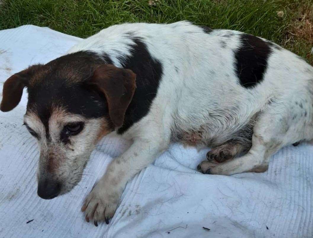Nellie was found covered in maggots. Picture: Swale Borough Council Stray Dog Service
