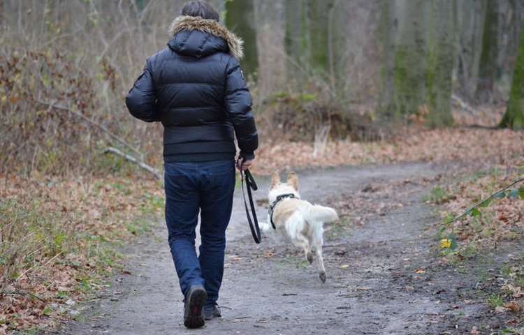Having a dog off the lead could land owners with a £100 fine under new rules being introduced by Maidstone council. Stock image
