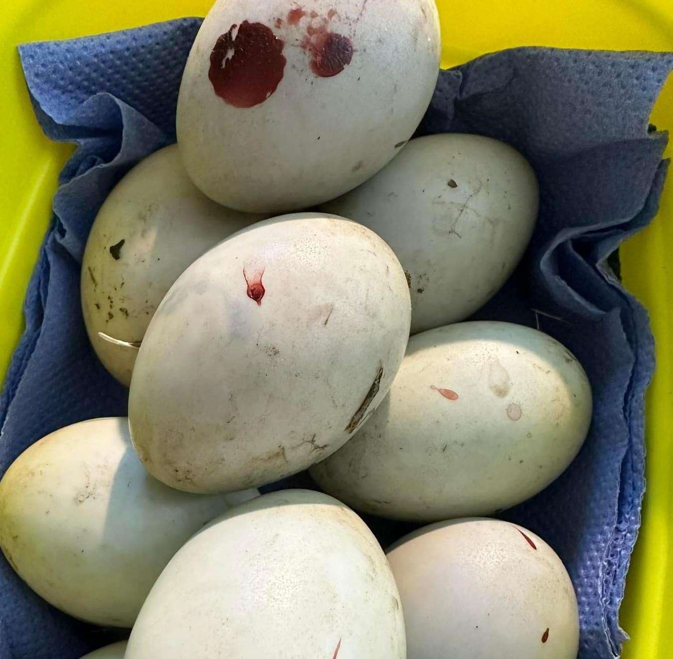 Nine eggs were found next to the dead duck. Picture: Columbines Wildlife Care