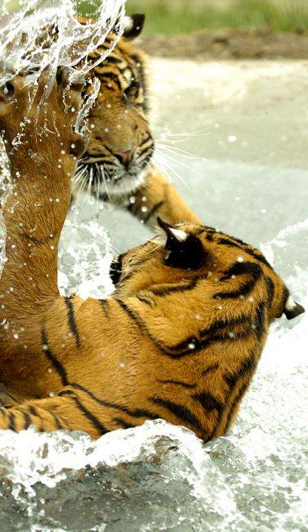 Sumatran tigers from Wildlife Heritage Foundation get a new pool