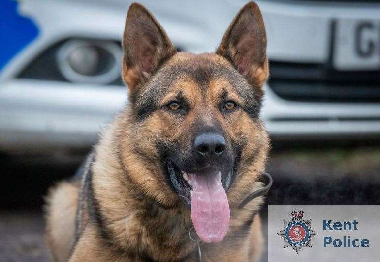 Police Dog Boris tracked down a suspected burglar