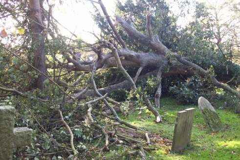 A large sycamore comes down in the churchyard of SS Peter and Paul, Borden, Sittingbourne. Picture: Carolyn Lewis