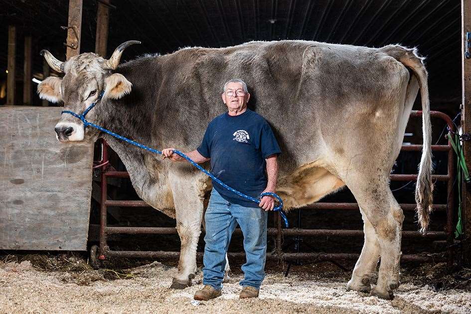 Tommy, a 13-year-old, is a pure-bred Brown Swiss from Massachusetts, is the tallest steer in the world at 1.87m (6ft 1in) (Guinness World Records/PA)