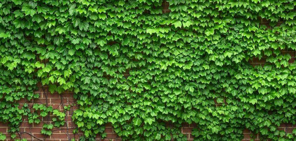 Ivy growing on a house caught alight, stock picture