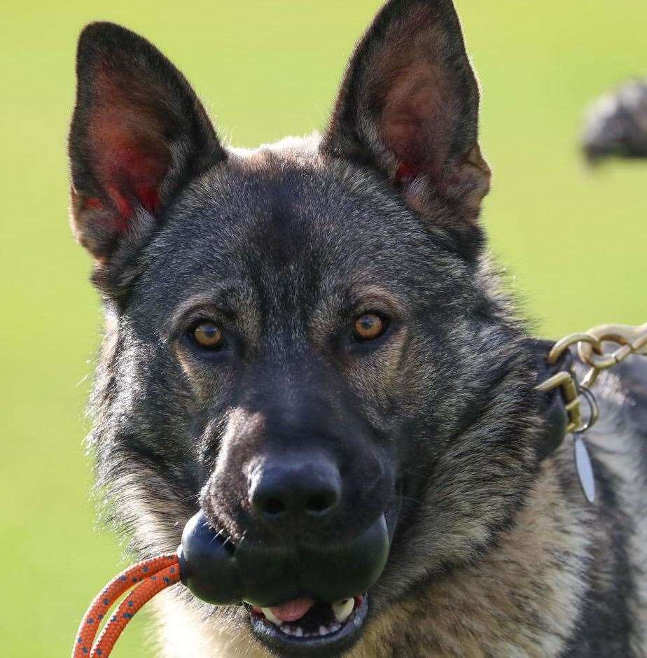 PD Biggy helped to track down the suspect. Picture: Kent Police