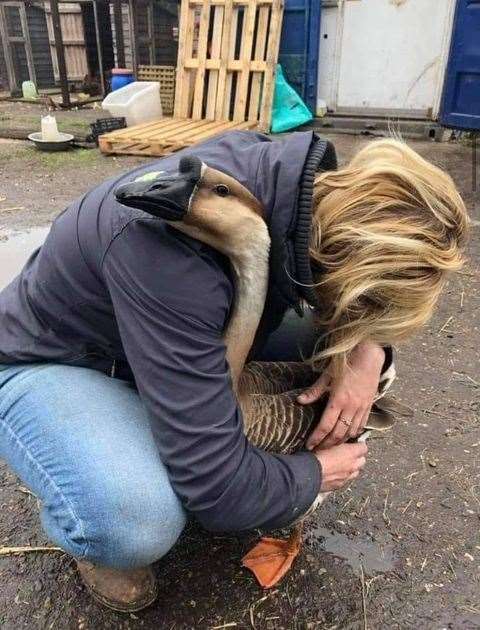 Sophie Hayes with much loved goose Laurel who will be killed if DEFRA carries out its intentions