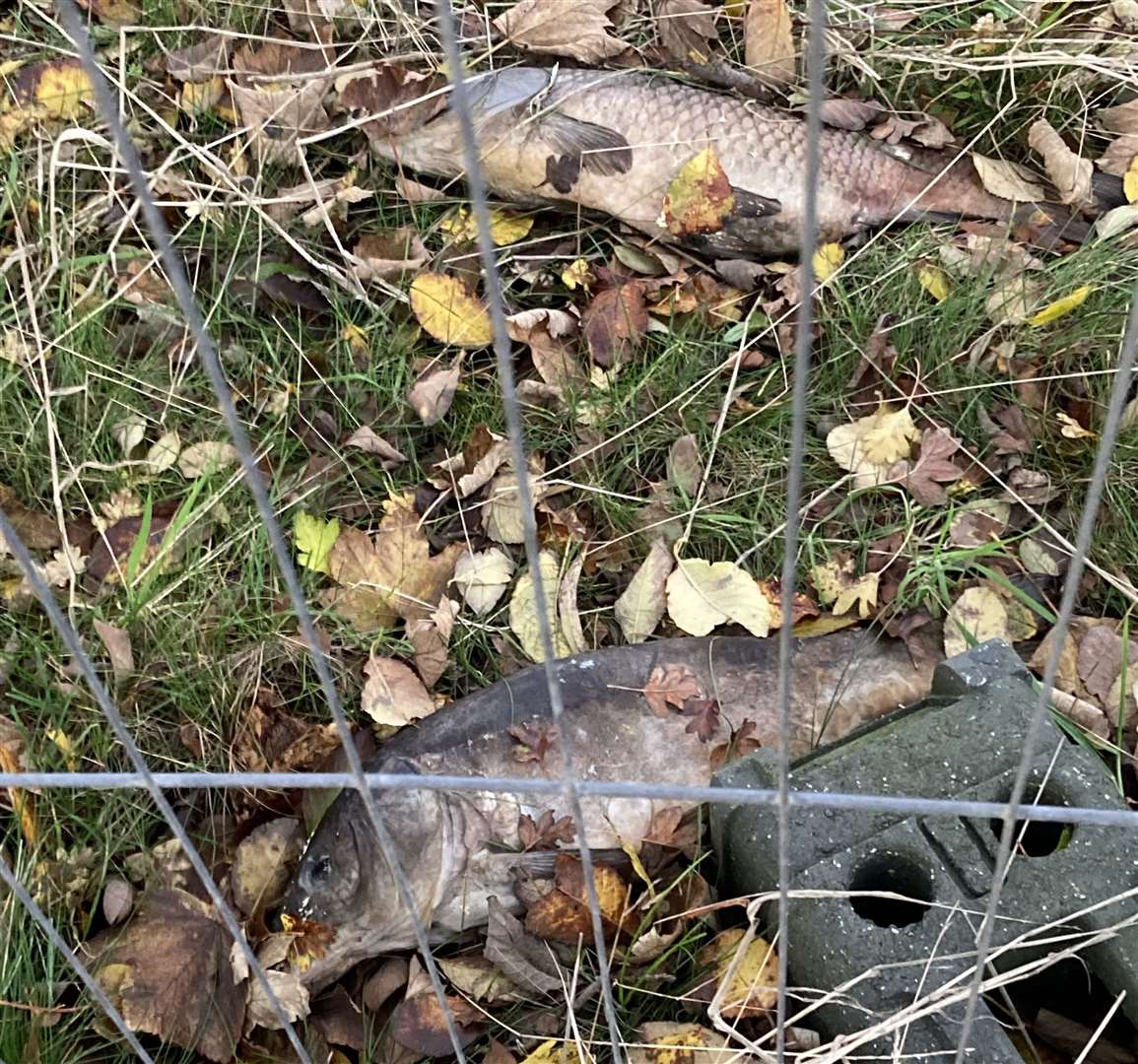 Two dead fish have been put on the bank of the pond, but residents are concerned this is a health hazard. Picture: Sue Pheby