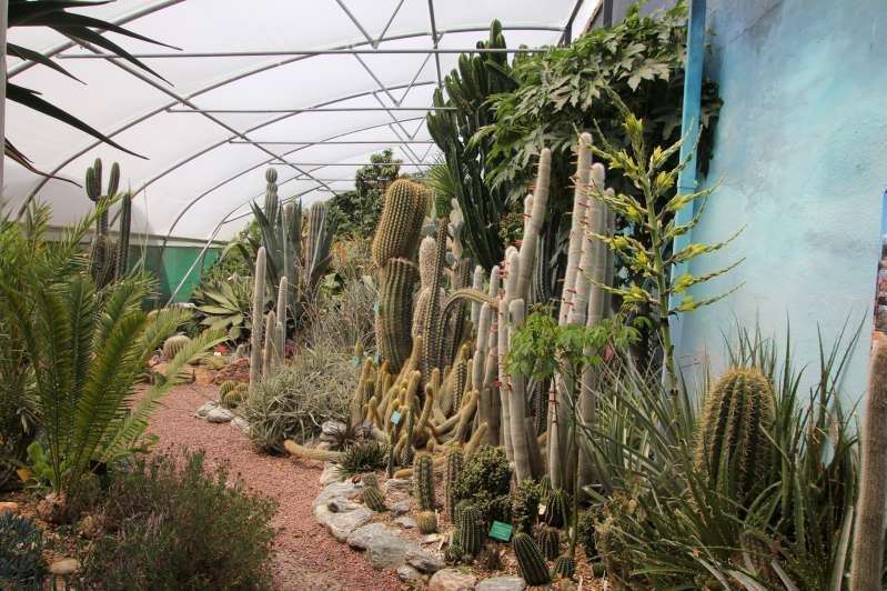 Cacti are doing well in this summer heat, says Tom Hart Dyke