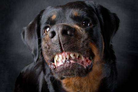 Rottweiler file picture