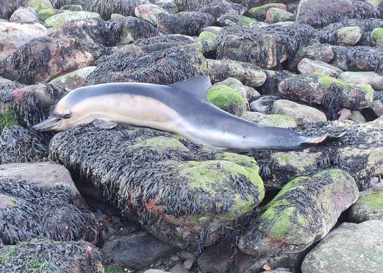 The dolphin was found on the rocks at The Warren. Picture: Denis Cooling