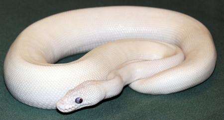 Snake stolen from Reptile World in Teynham