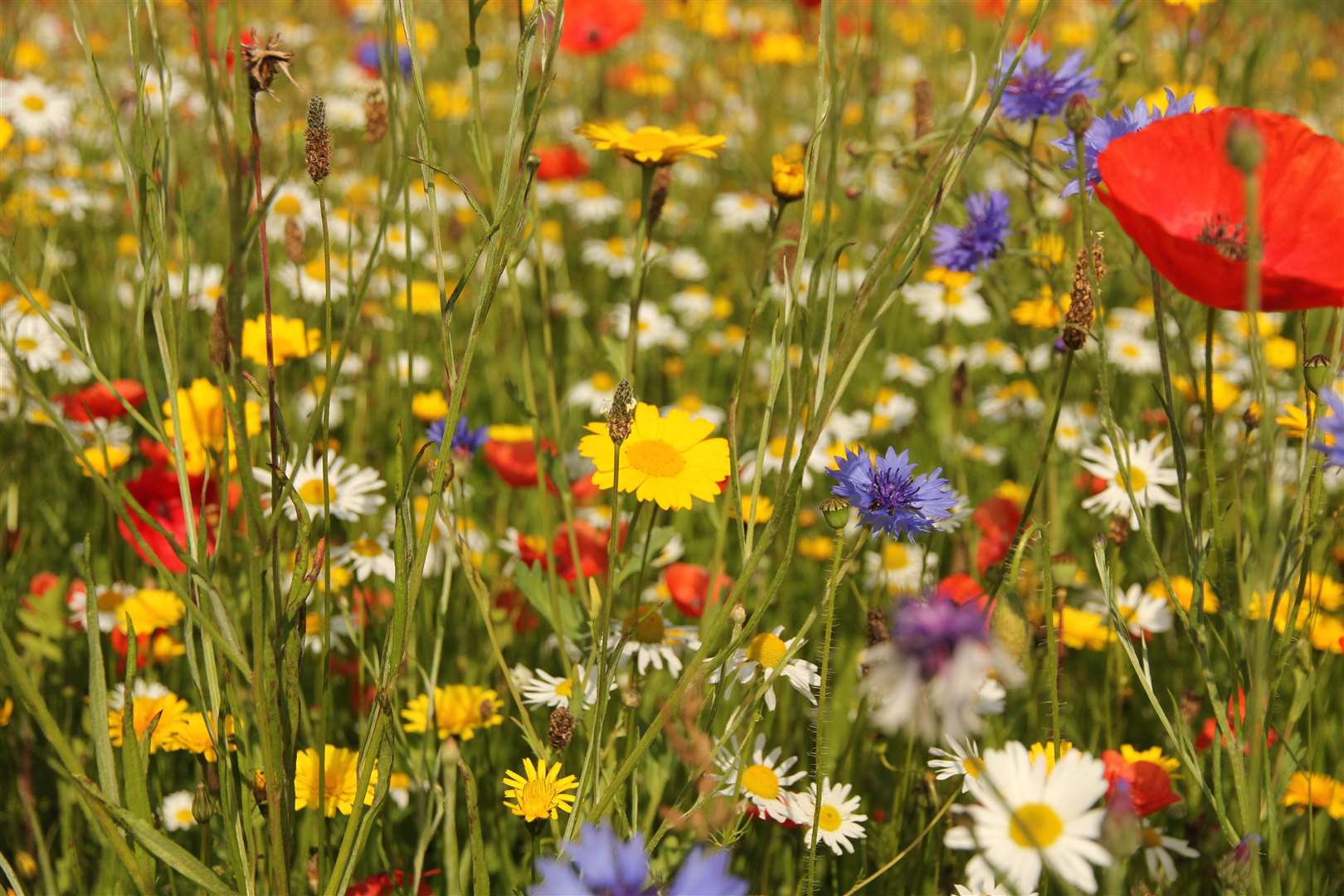 Close up of wild British flowers in field of grass including poppy, cornflower and daisy blooms