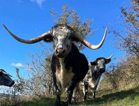 Bangers and rockets were set off next to a herd of longhorn cattle. Picture: Alison Ruyter
