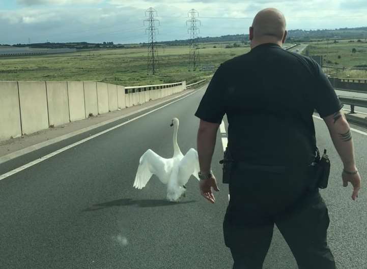The road was closed while the bird was coaxed out of the road. Picture: Kent Police Swale