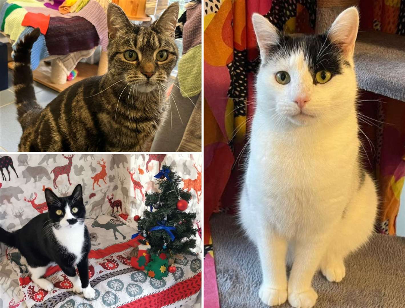 Helena (top), Smudge (bottom) and Piggy-Wiggy (right) have all found new owners before Christmas