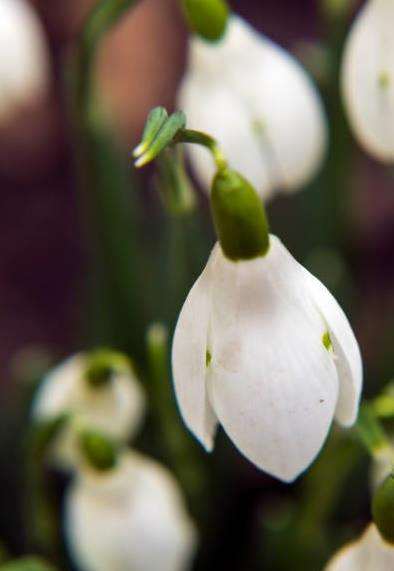 Snowdrops are starting to spring up across Kent
