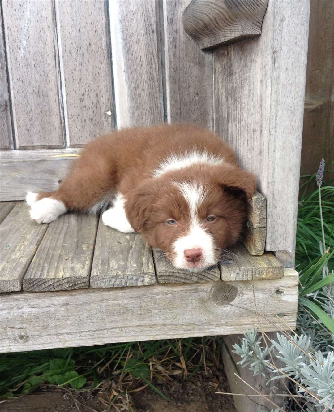 Taffy when he was a tiny pup