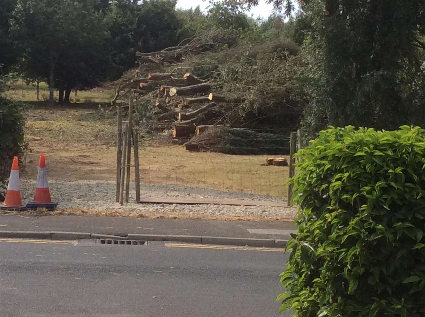 The felled trees stacked up
