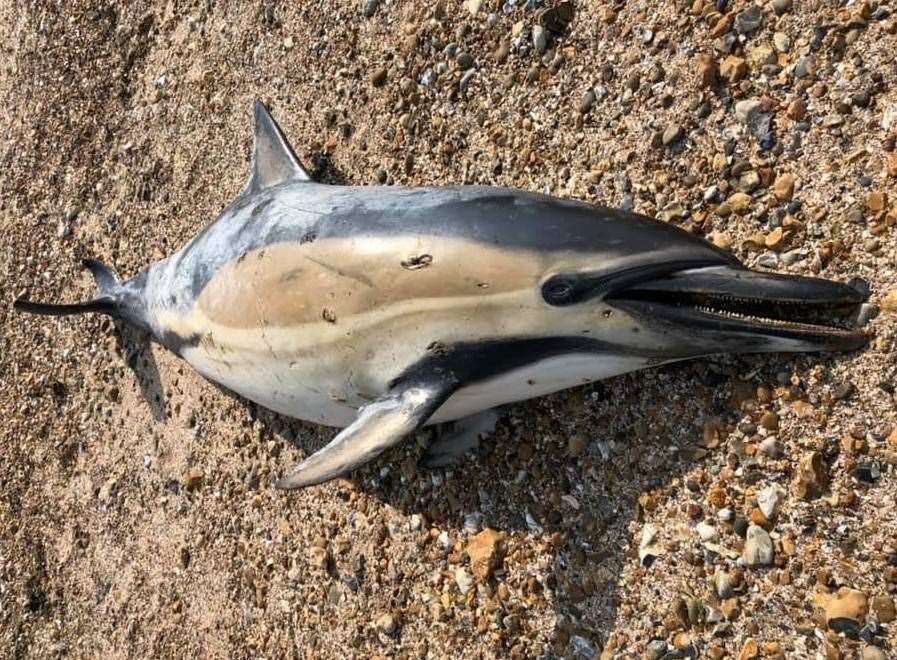The dolphin was found on Seasalter beach. Pic: David Holt