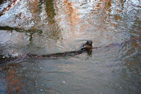 Edward Barham took this picture of a lost seal near Rolvenden