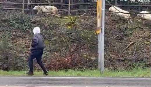 Three more of the loose sheep running beside the A21. Image from AJ Woods
