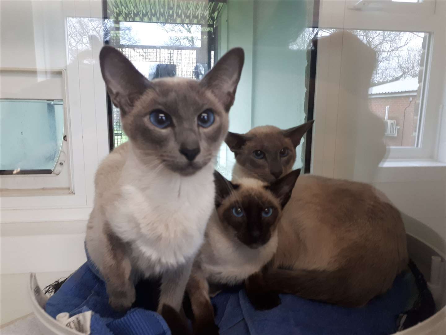 Eleven Siamese cats are being looked after by RSPCA Leybourne after 55 were found in one home (7879151)