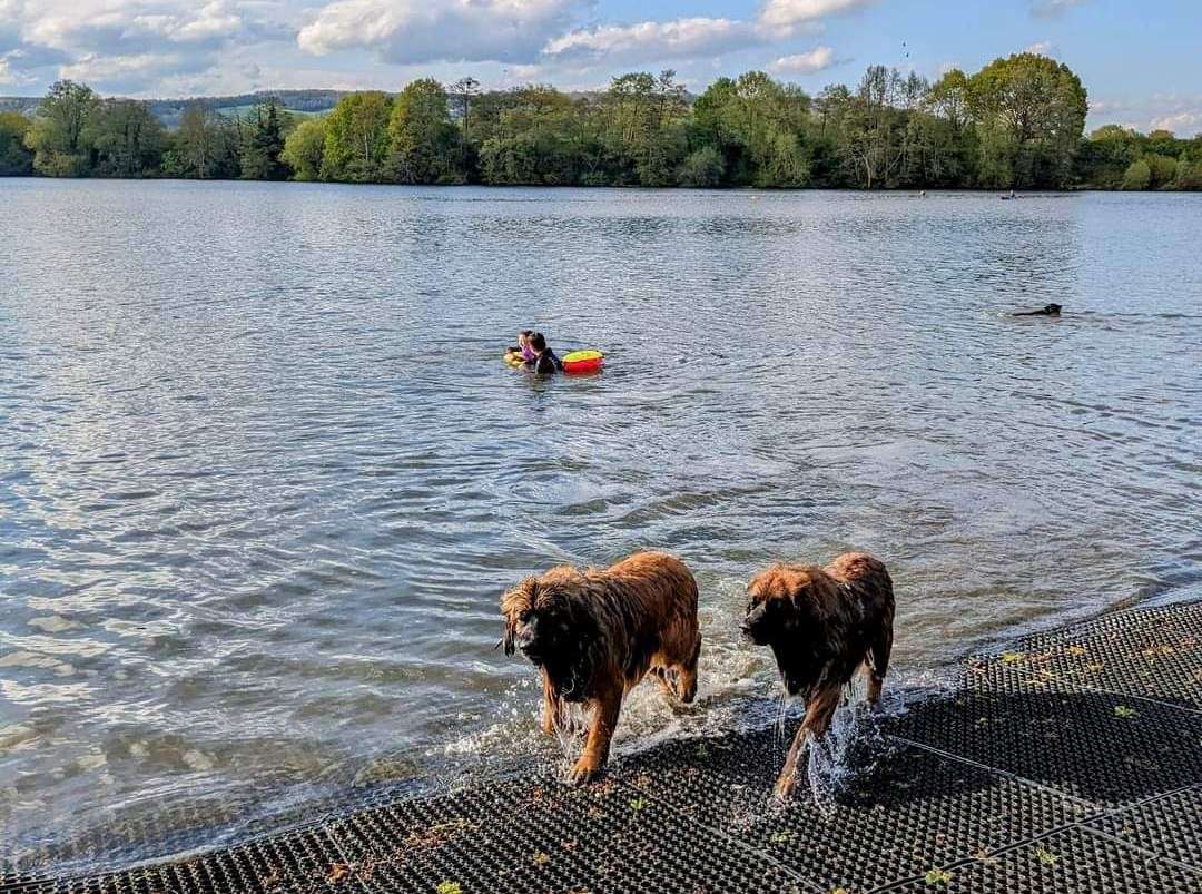 TriSwim doggy swim event at Chipstead Lake