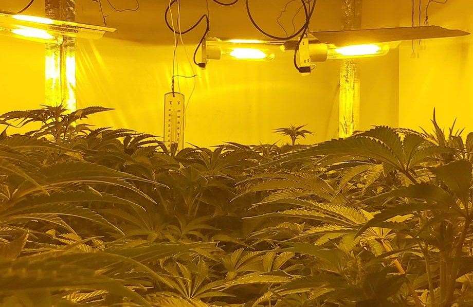 Police seized cannabis plants and cultivation equipment from a proeprty in Bank Street, Maidstone. Picture: Kent Police