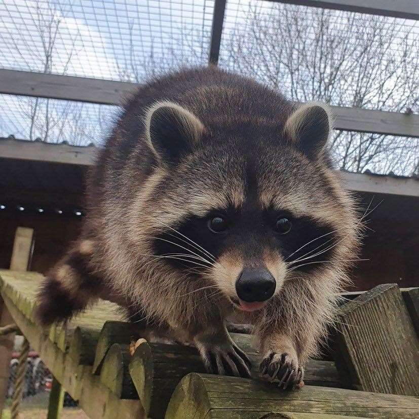 Randle the raccoon at the Fenn Bell Zoo. Picture: The Fenn Bell Conservation Project