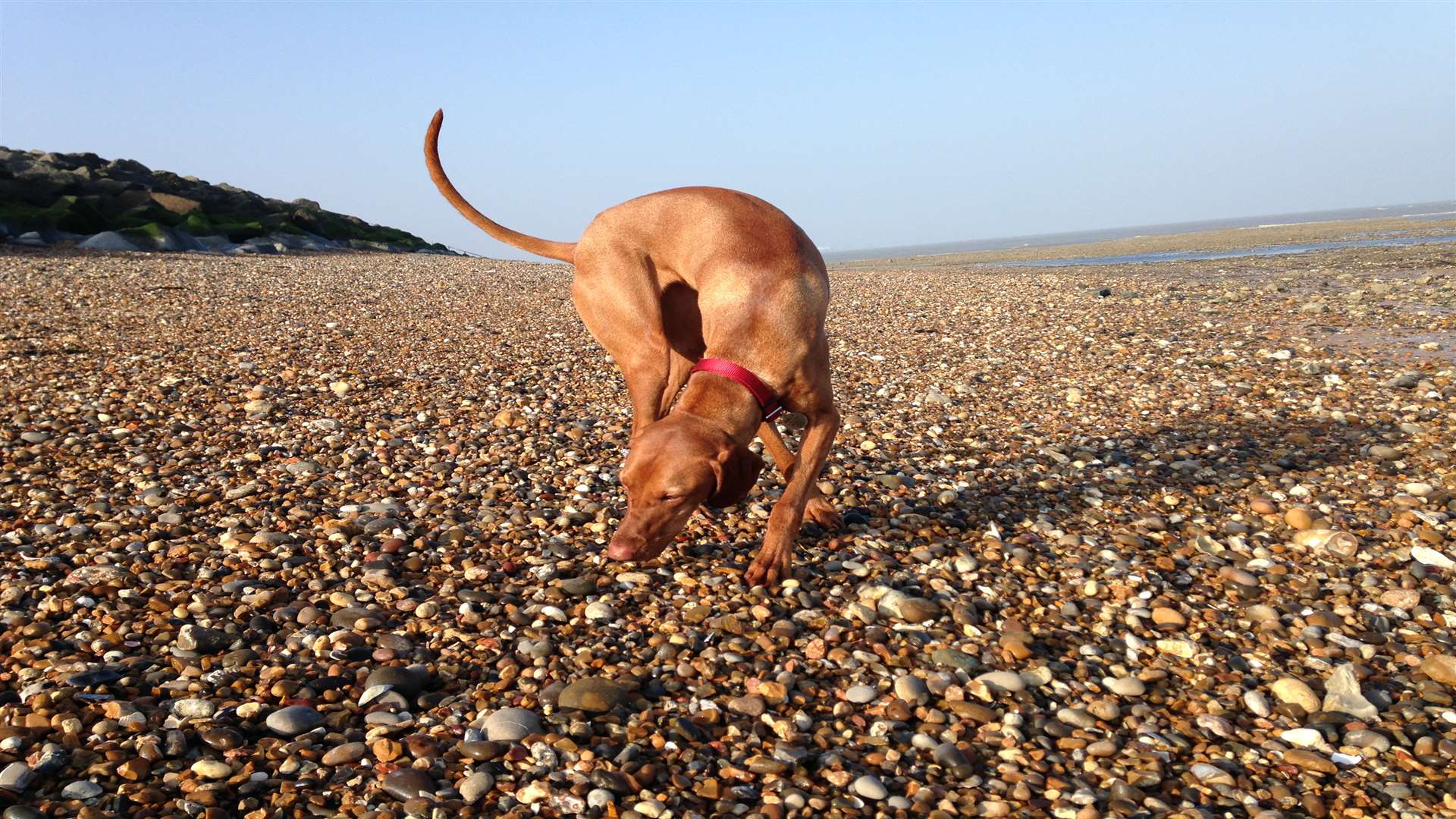 Make the most of the Kent coast with your dog