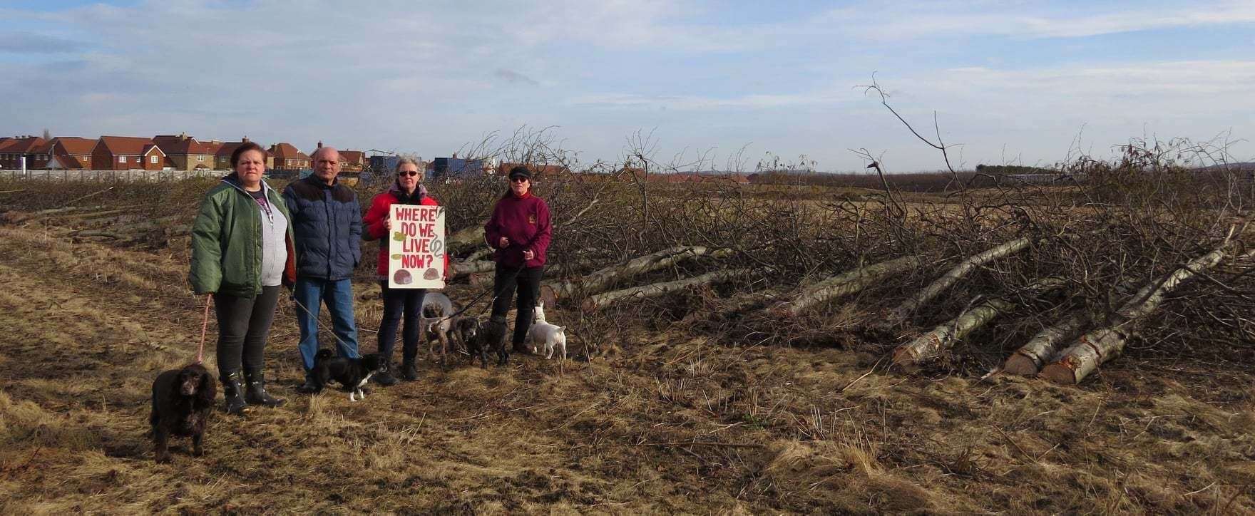 Protestors are mourning the felling of trees in Love Lane, Faversham (54873722)