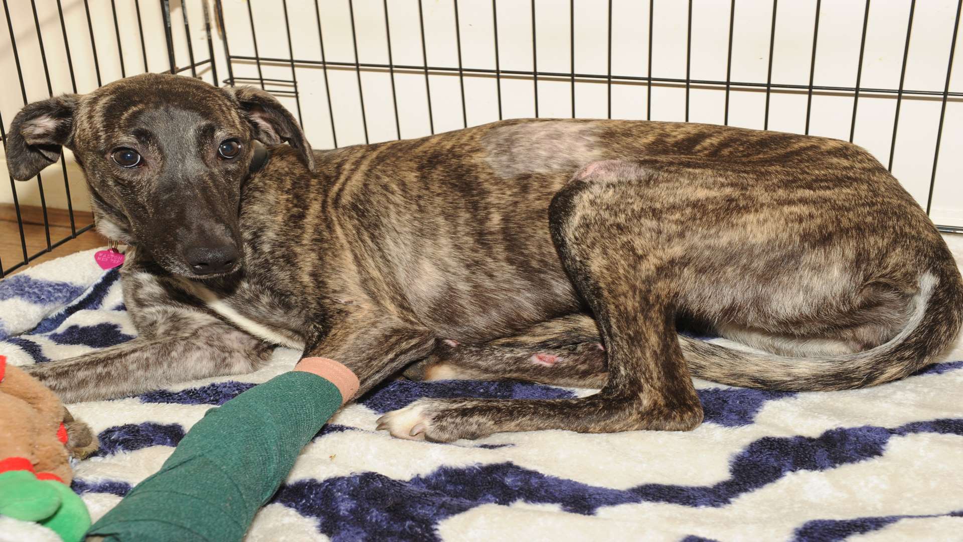 Your greyhound-lurcher cross belle was found with a broken leg and internal wounds, by the roadside