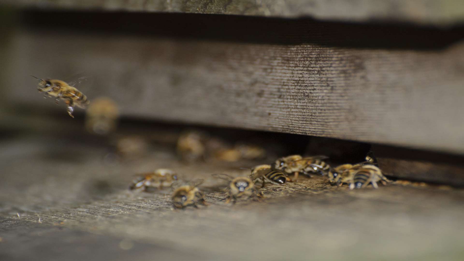 Bees around the entrance to a hive.