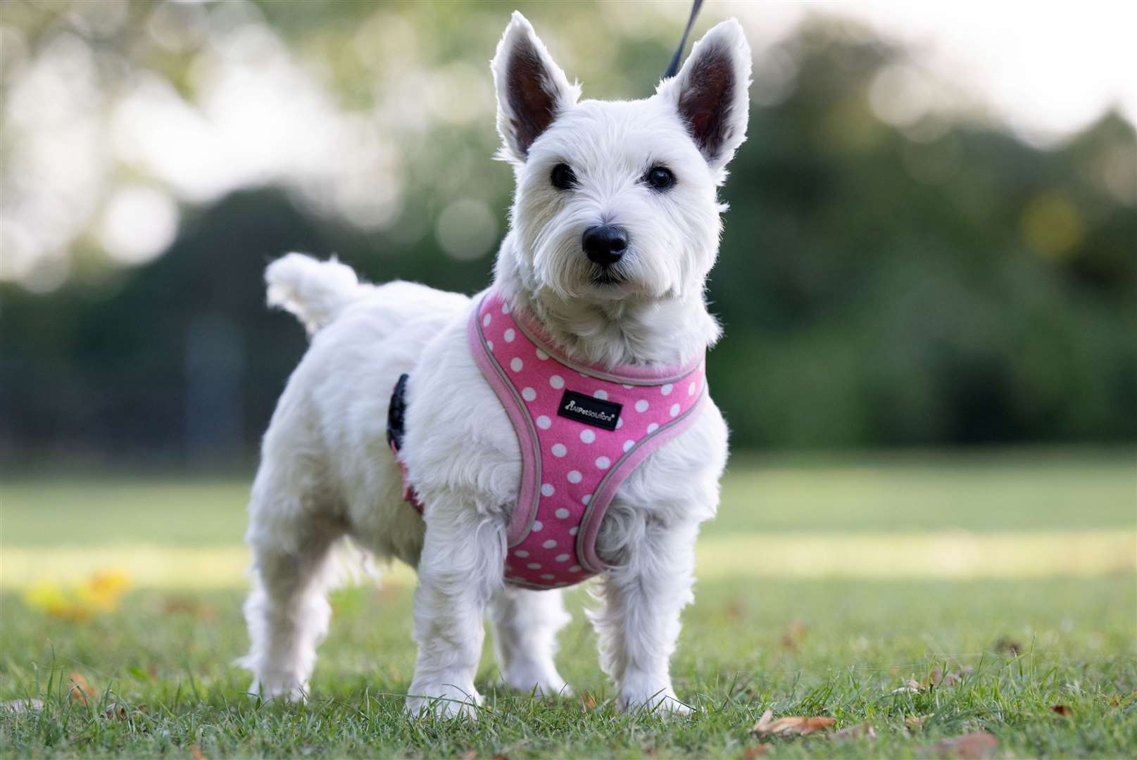 Masie the Westie needed a £6,000 operation after getting grass seeds in her nose and paw. Picture: SWNS