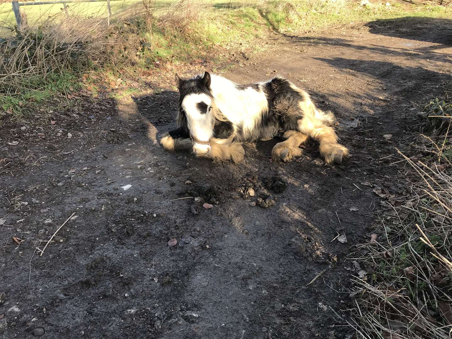 This pony found dumped in a lane near Maidstone earlier this year has since died, despite attempts to save it. Picture: RSPCA