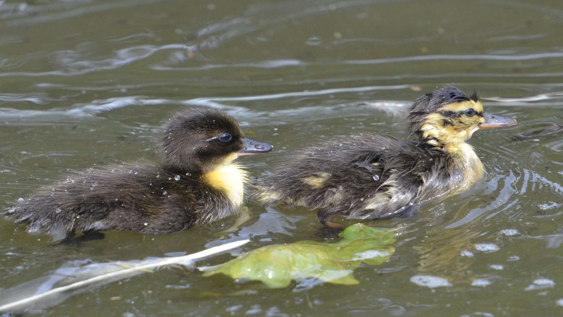 Ducklings on the Memorial Park lake in Herne Bay. Picture: Chris Davey