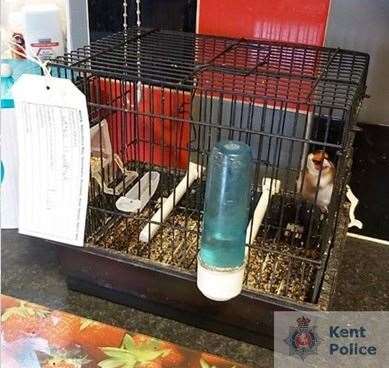 One of the 10 birds seized. Image from Kent Police