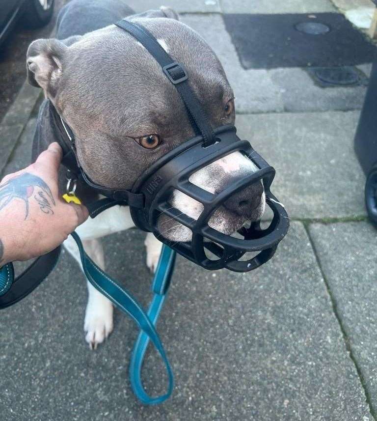 XL Bully Ozzie panics when he has to wear the muzzle. Photo credit: Michelle West
